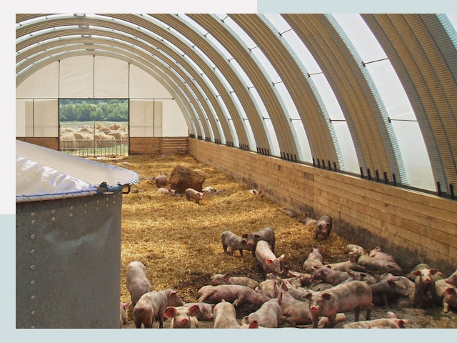 Строительство свинарников в Новосибирске